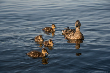 Ente mit K&uuml;ken auf dem See - Stockente im Wannsee