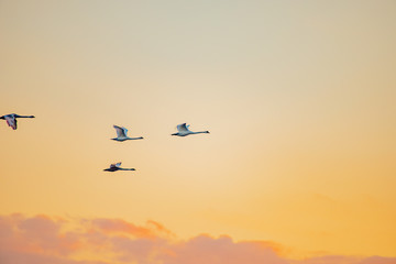 Fototapeta na wymiar swans flying past on the background of the sunset sky