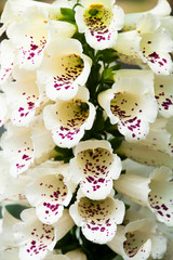 close-up view of digitalis flower in the garden.