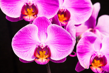Close-up of pink orchid flowers in the garden