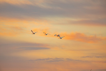 swans flying away in the distance against the sunset sky