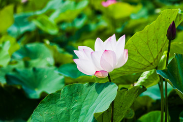Beautiful lotus flower in the garden