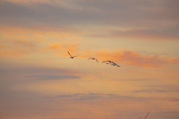 swans flying away in the distance against the sunset sky