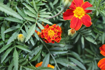 Beautiful flower in summer