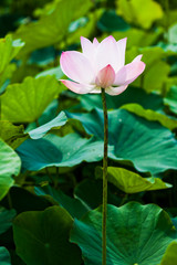 Close-up lotus flower in the garden with blurred background 