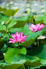 Beautiful lotus flower in the garden