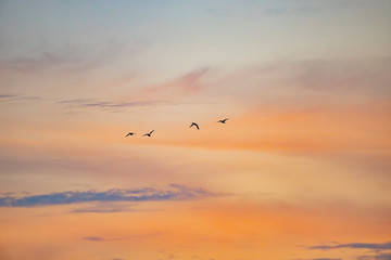 dark silhouettes of flying ducks against the sunset sky