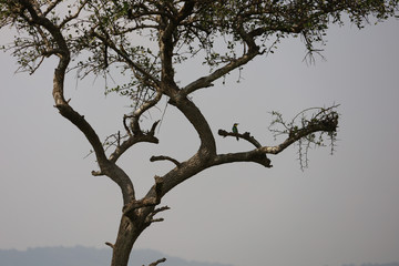 Fototapeta na wymiar Eurasian Bee Eater Bird in Tree in Kenya, Africa