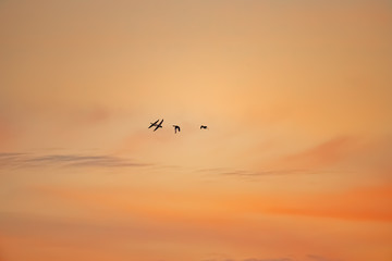dark silhouettes of flying ducks against the sunset sky