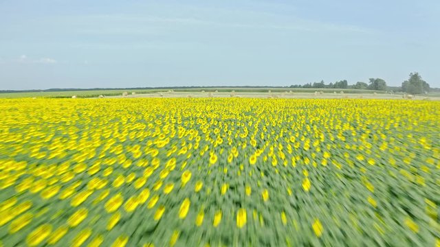 Aerial shot of teh field. Flying over a field of sunflowers and wheat. Change of landscape.