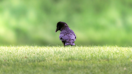 Ravens Green