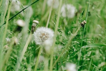 Dandelion abstract background. Shallow depth of field.