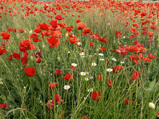 Flowers Red poppies blossom on wild field. Beautiful field red poppies with selective focus. Red poppies in soft light. field red opium poppy. Natural Drugs. Glade red poppies. Lonely red poppy. blur