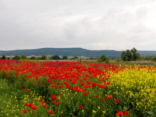 Flowers Red poppies blossom on wild field. Beautiful field red poppies with selective focus. Red poppies in soft light. field red opium poppy. Natural Drugs. Glade red poppies. Lonely red poppy. blur