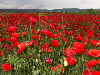 Flowers Red poppies blossom on wild field. Beautiful field red poppies with selective focus. Red poppies in soft light. field red opium poppy. Natural Drugs. Glade red poppies. Lonely red poppy. blur
