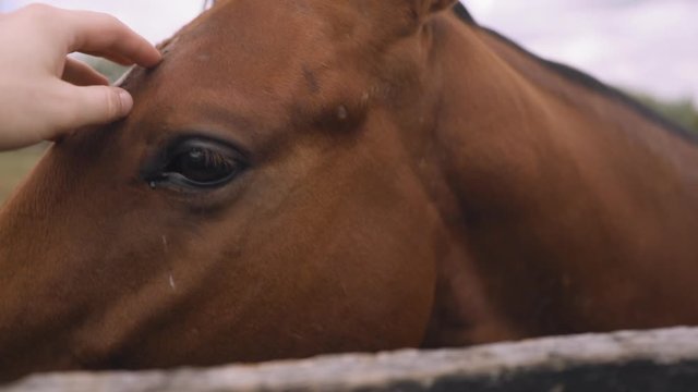 Horse Getting Head Scratch then Nodding Head