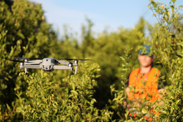 Drone flying over the orange trees performing technical measurement jobs