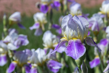 Banner beautiful purple iris flowers grow.