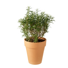 Rosemary in a pot isolated on white