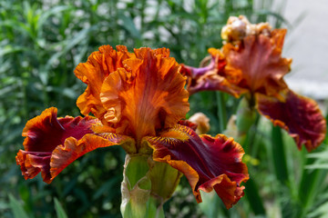Beautiful orange iris flowers grow in the garden.