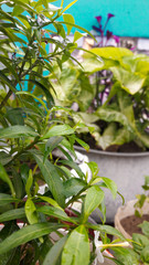 Obraz premium green leaves on a branch