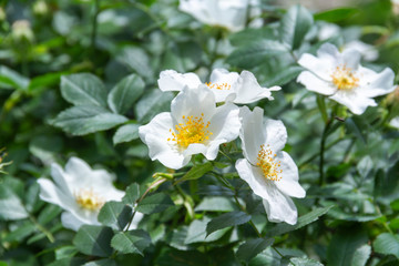 Naklejka na ściany i meble Rosehip white flower in the morning sun.