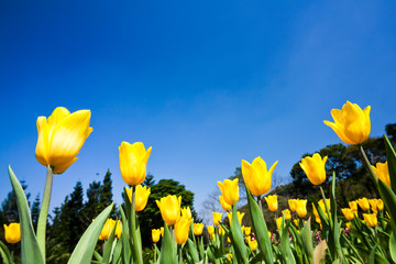 Obraz premium Beautiful tulips flower with the blue sky background