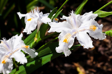 Beautiful white iris flower