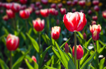 Obraz premium Close-up of tulips growing in the garden