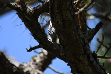 black and white warbler