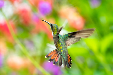 A female Black-throated Mango hummingbird with her tail flared in a floral background. Tropical hummingbird hovering. Colorful background, natural habitat. Bird in a garden. Hummingbird in nature.