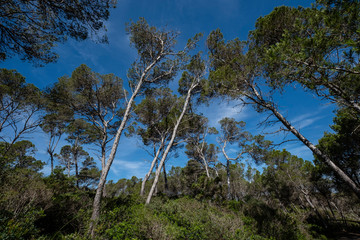 Fototapeta na wymiar pinewood, Punta De Ses Gatoves, Mondragó Natural Park, Santanyí municipal area, Mallorca, Balearic Islands, Spain