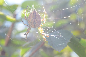 the spider web in tree