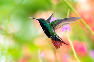 Fototapeta premium A Black-throated Mango hummingbird hovering in his natural habitat in a floral background. Tropical hummingbird hovering. colorful background, natural setting, Bird in a garden. Hummingbird in nature.