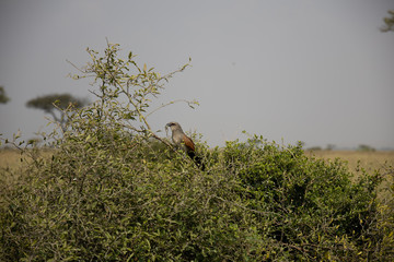 Bird of Prey in Tree in Kenya, Africa