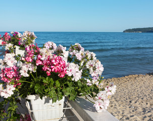 Fototapeta na wymiar Beautiful flowers geraniums on the balcony of the hotel against sea at Sunny day