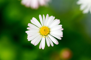 Obraz premium Beautiful white Daisy flower on blurry green background, as the background. Selective focus.