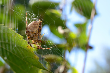 the spider web in tree