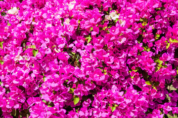 Fototapeta premium colorful bougainvillea flower as a background
