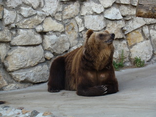 big brown bear with huge claws