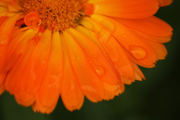 Photo macro bright orange garden flower