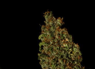 Dry Strawberry akeil variety of marijuana flower with black background