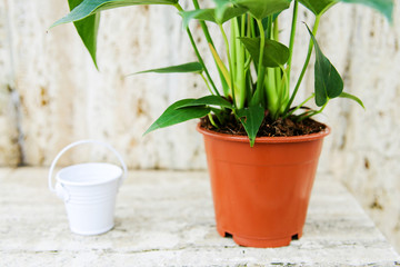 Anthurium in the flowerpot.  Anthurium flower is a heart-shaped flower. Flamingo flowers or Boy flowers Pigtail. Anthurium andraeanum (Araceae or Arum) symbolize hospitality.