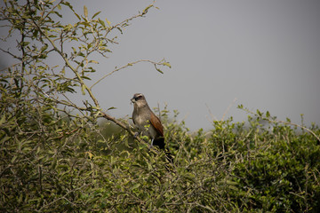 Bird of Prey in Tree in Kenya, Africa