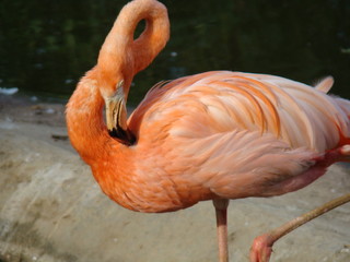 A pink flamingo with a curved neck stands on one leg.