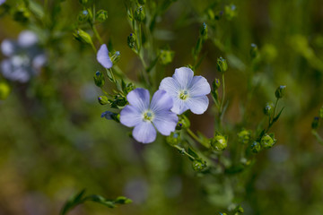 Flax blooms. Green flax field in summer Sunny day. Agriculture, the cultivation of flax. Selective focus