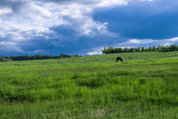 Fototapeta na wymiar Black horse grazes on a wide grassy field