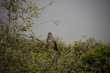 Bird of Prey in Tree in Kenya, Africa