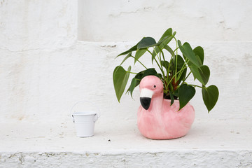 Anthurium in the flowerpot.  Anthurium flower is a heart-shaped flower. Flamingo flowers or Boy...