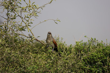 Bird of Prey in Tree in Kenya, Africa